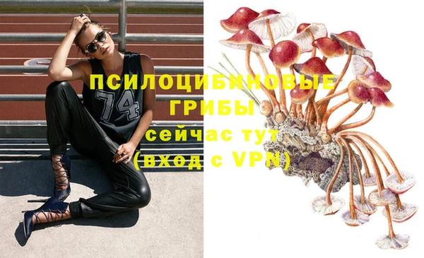 PSILOCYBIN Заводоуковск